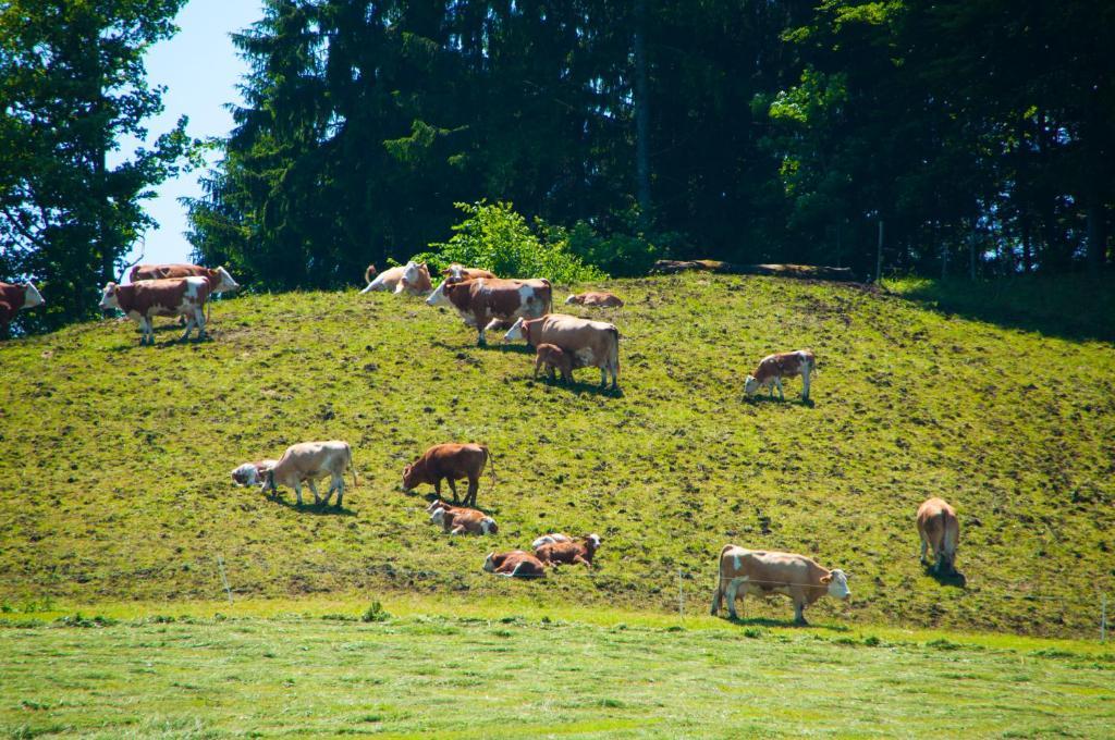 Gasthof Koglerhof Ternberg Esterno foto